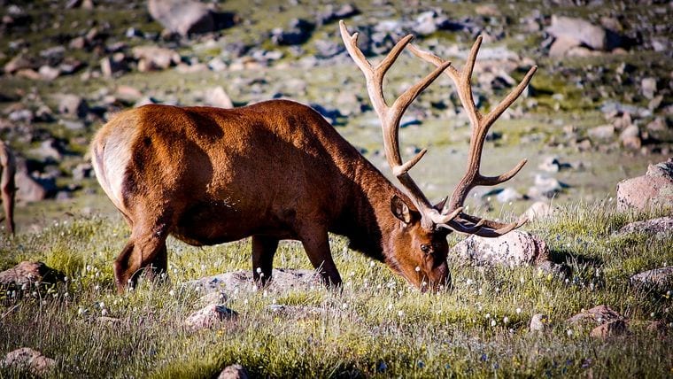 Amber Elk Ranch