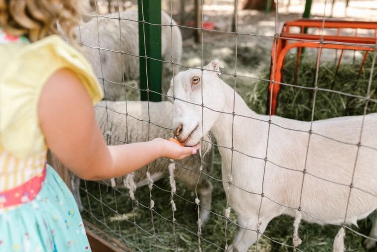 Lewis Adventure Farm & Zoo