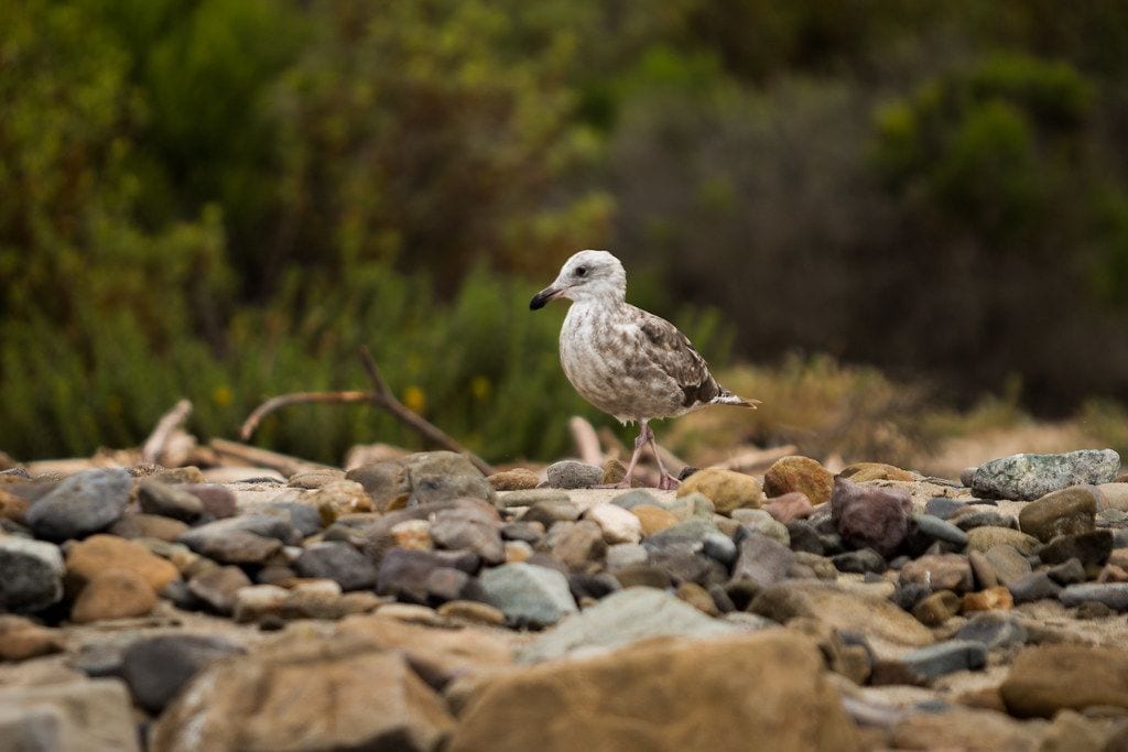 Leo Carrillo State Park, Malibu, California