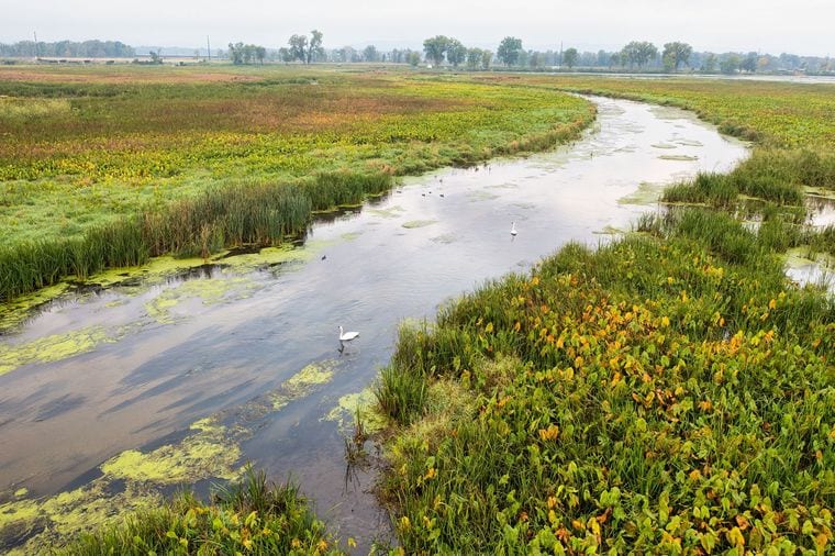 Kroger Wetlands