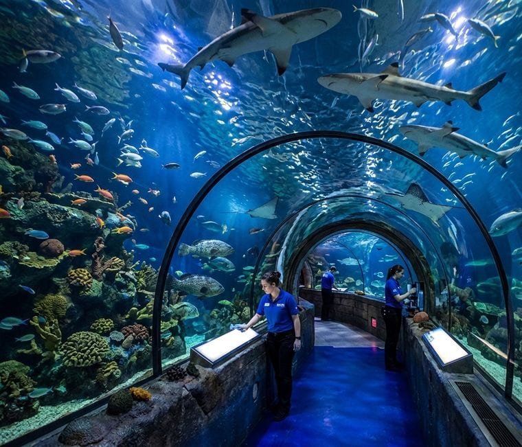 SEA LIFE at Mall of America