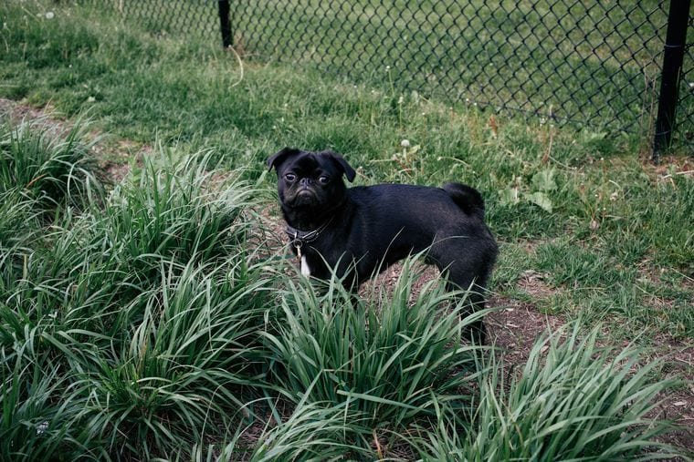 Dakota Bark Park
