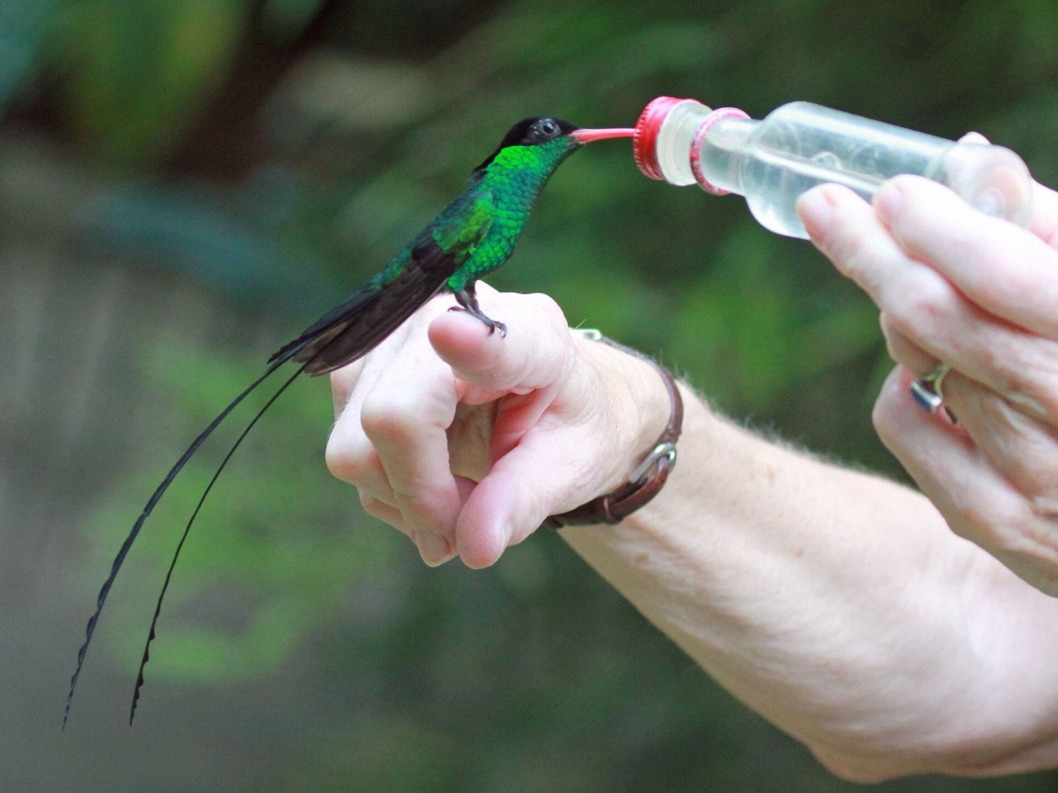 Rocklands Bird Sanctuary, Jamaica