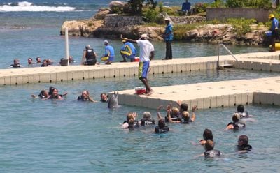 Dolphin Cove Montego Bay