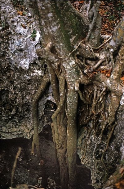 The Islands Caves