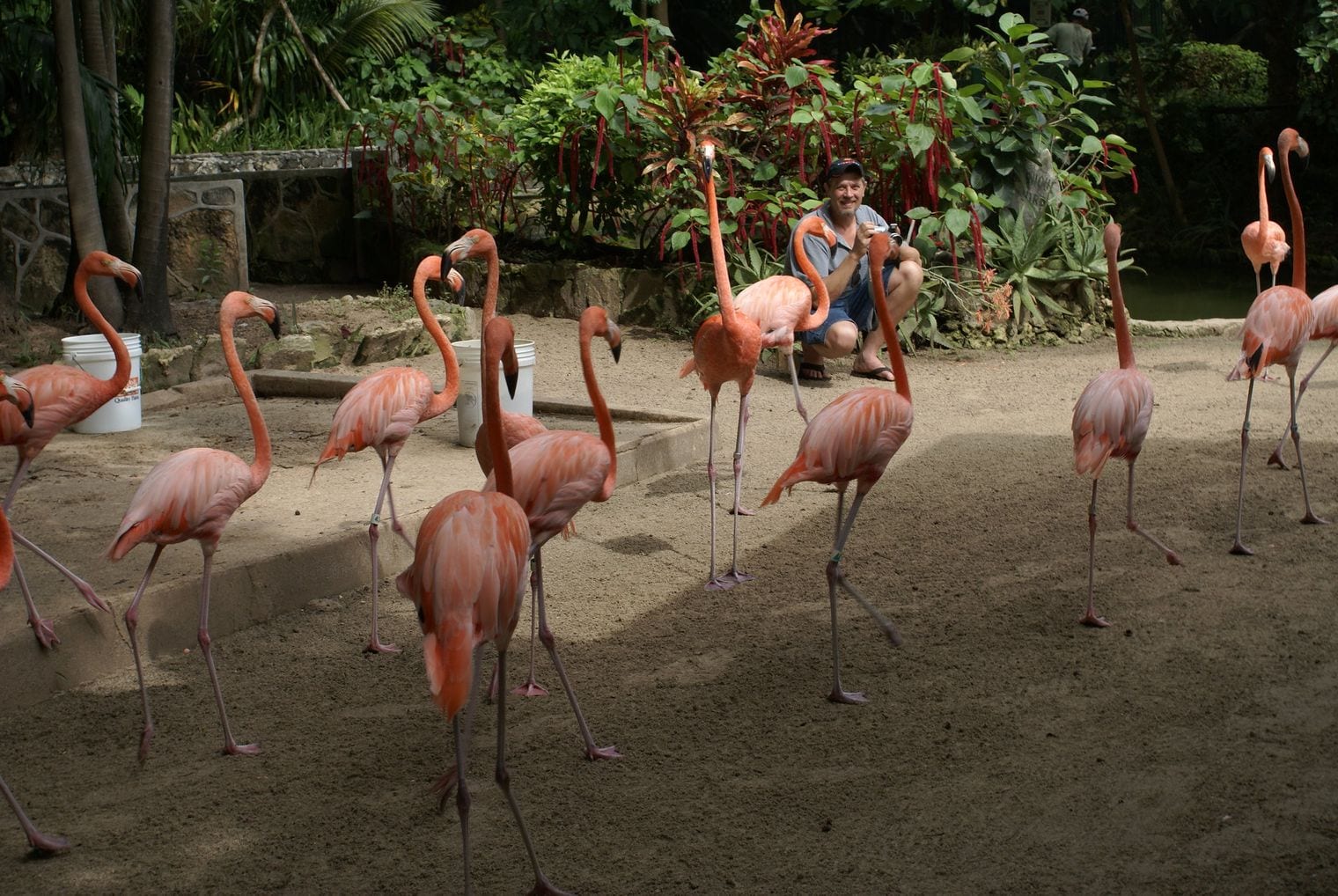 Ardastra Gardens & Wildlife Conservation Centre, Bahamas