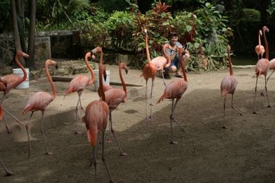 Ardastra Gardens & Wildlife Conservation Centre