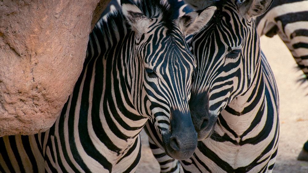 ABQ BioPark, New Mexico