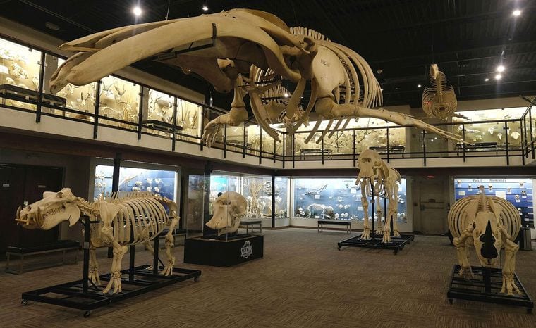 Museum of Osteology
