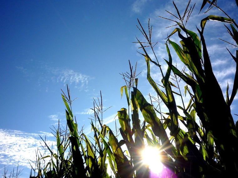 Rutledge Corn Maze LLC