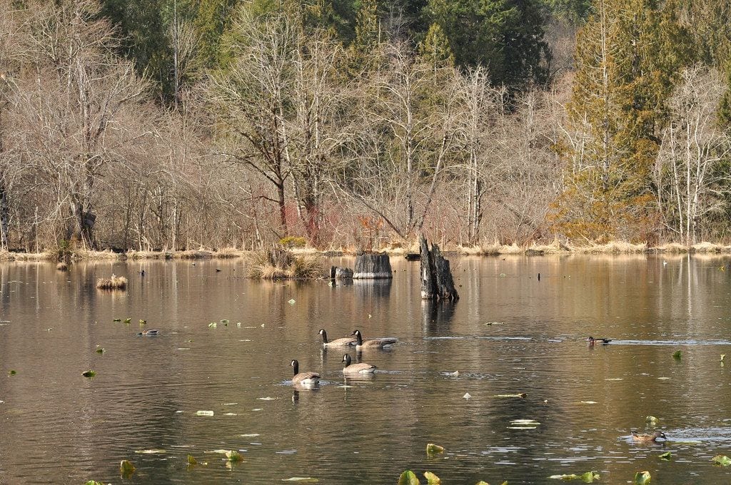 McLane Creek Nature Trail Pond Loop Trailhead, Olympia, Washington