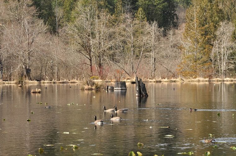 McLane Creek Nature Trail