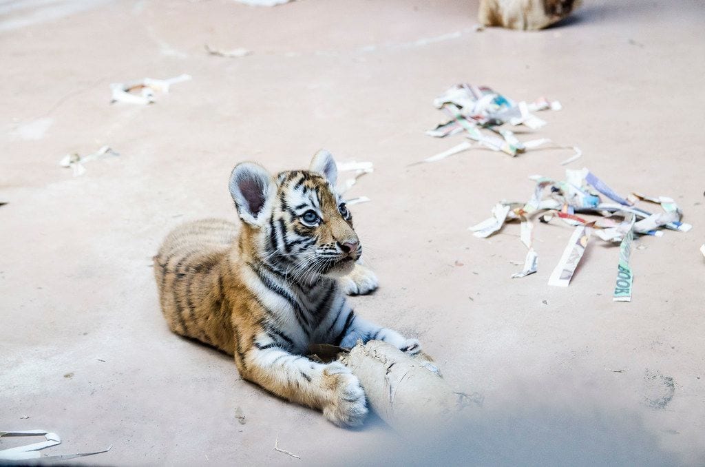 Omaha's Henry Doorly Zoo and Aquarium
