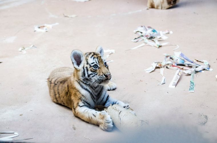 Omaha's Henry Doorly Zoo and Aquarium