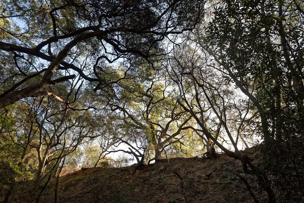 Monrovia Canyon Park, Pasadena, California