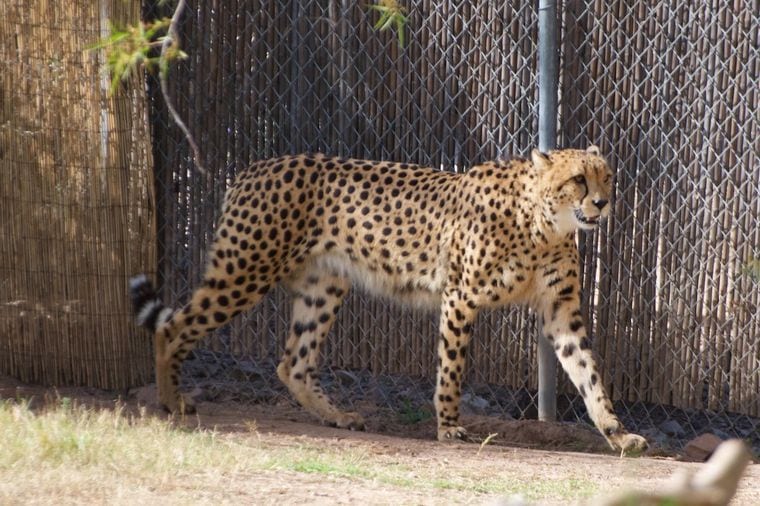 Phoenix Zoo
