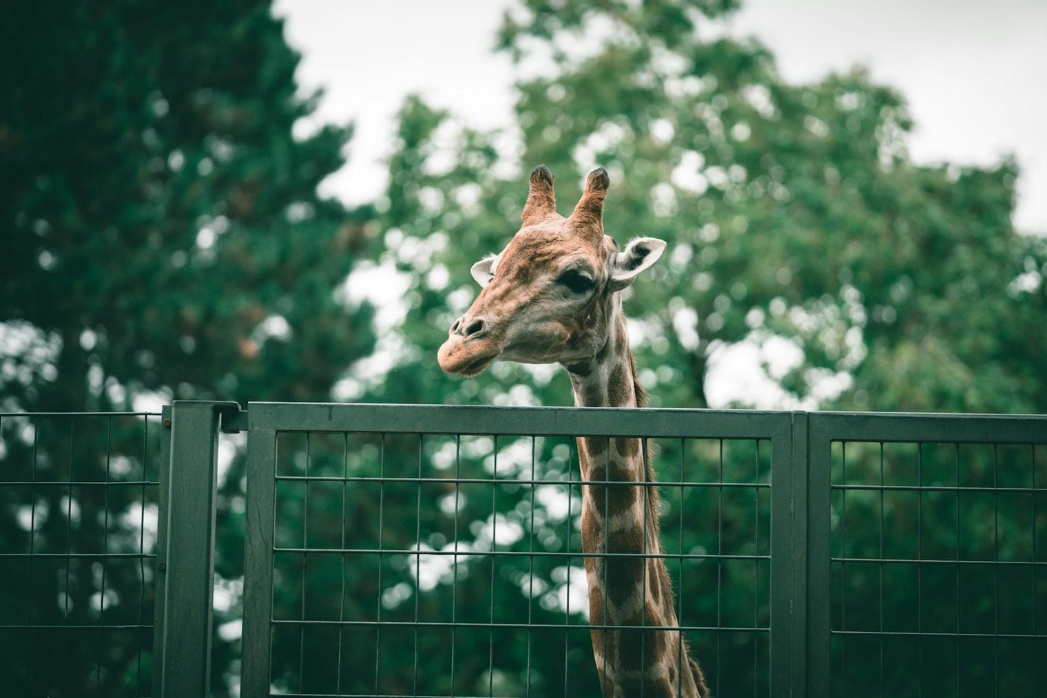 Heritage Park Zoo, Prescott, Arizona