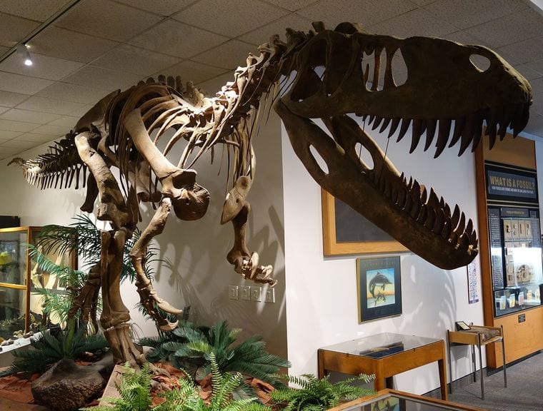 BYU Museum of Paleontology