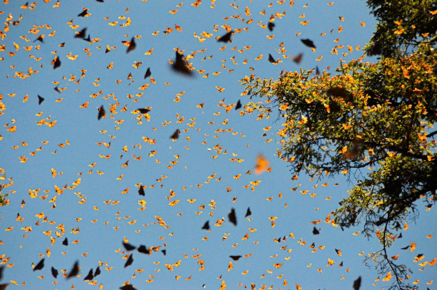 Butterfly Sanctuary Mariposario Jardin Magico, Mexico