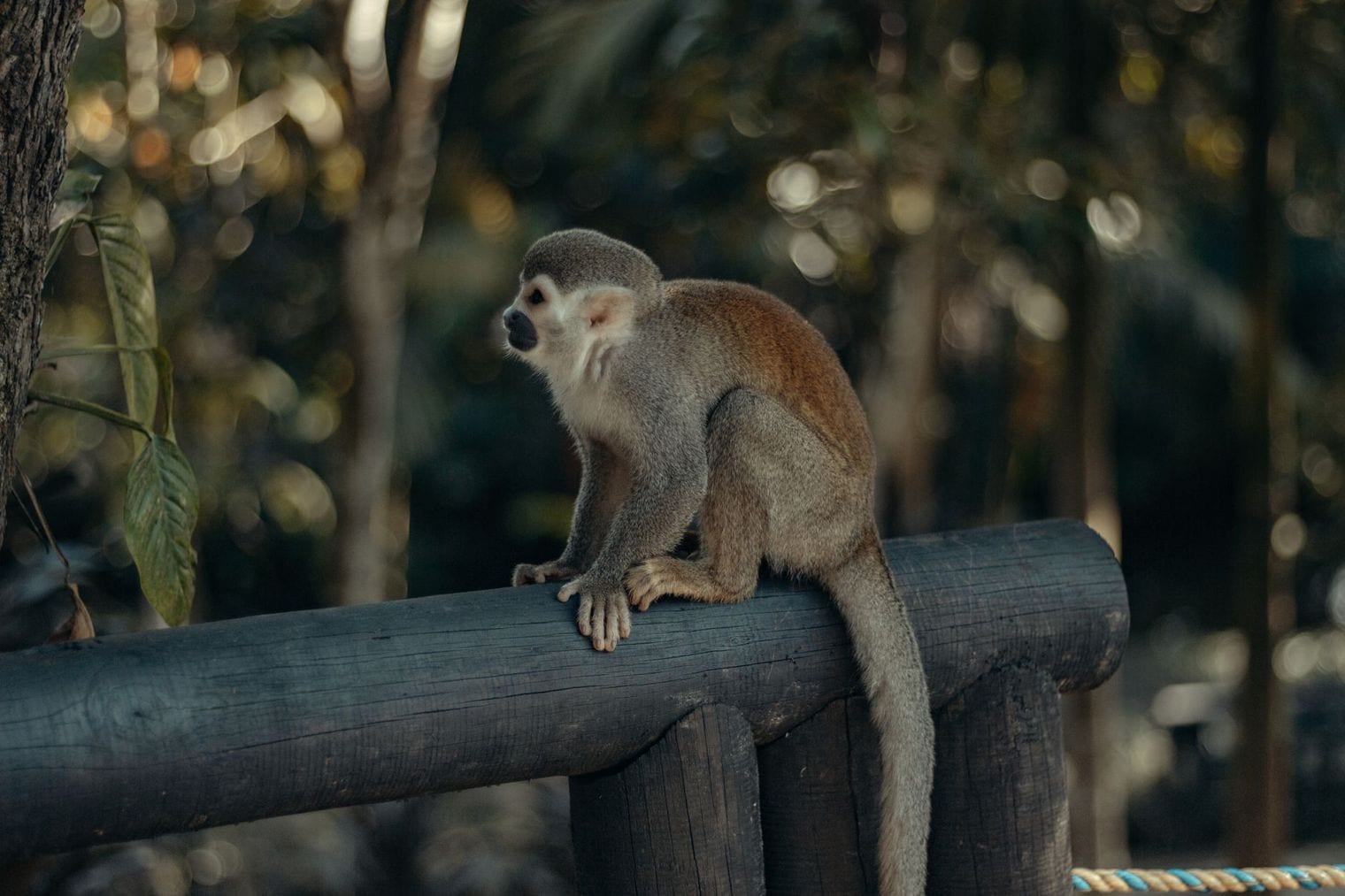 Monkey House Bavaro VIP, Dominican Republic