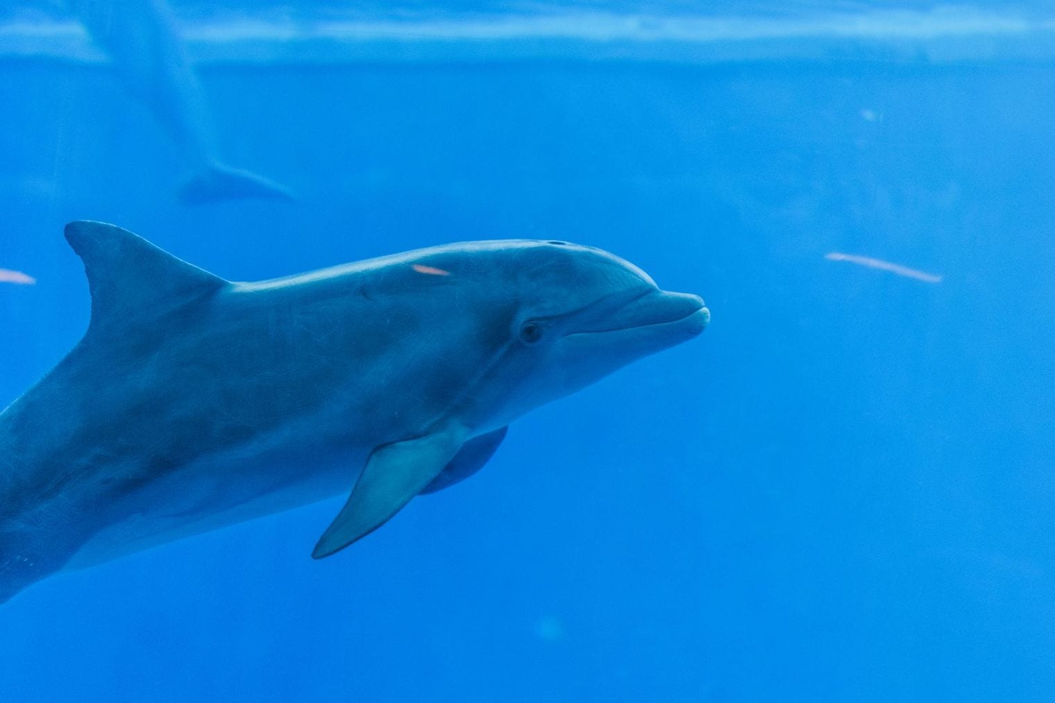 Dolphin Explorer, Dominican Republic