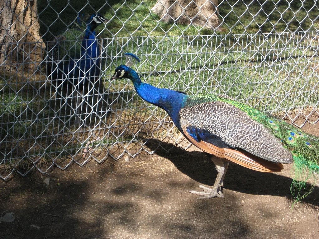 Sierra Nevada Zoological Park