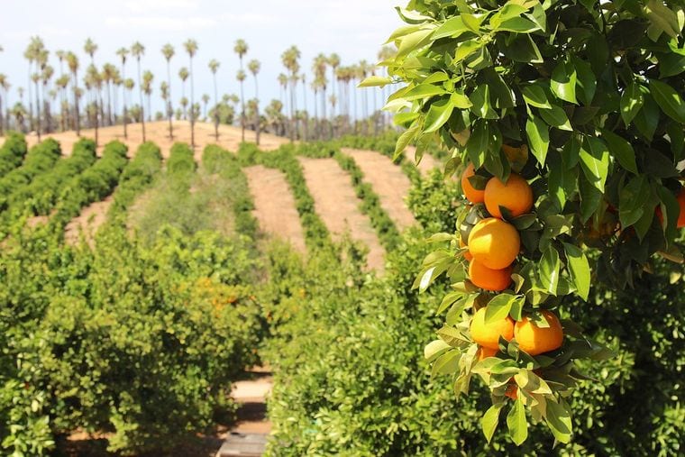 California Citrus State Historic Park
