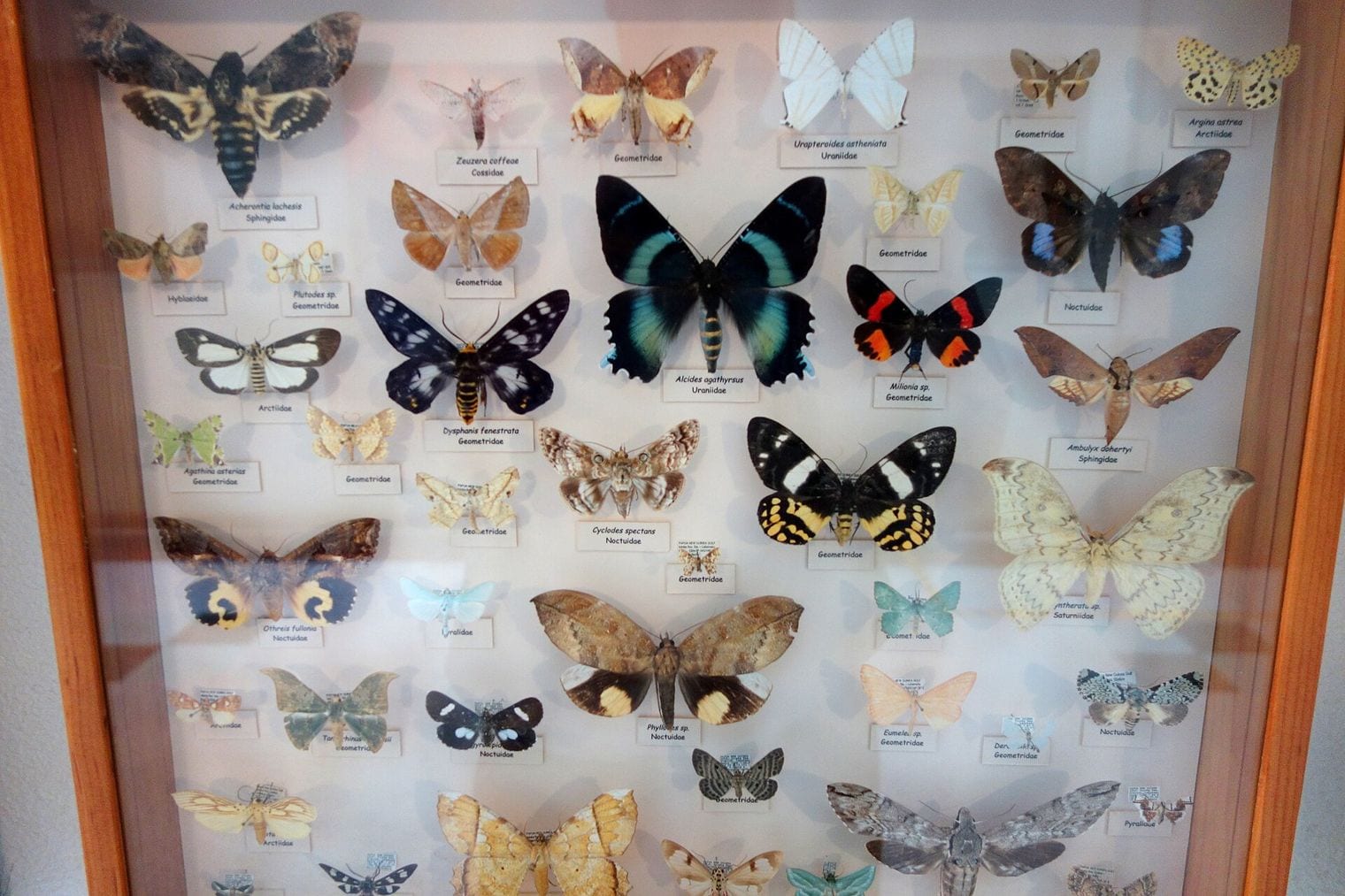 Entomology Museum, Riverside, California