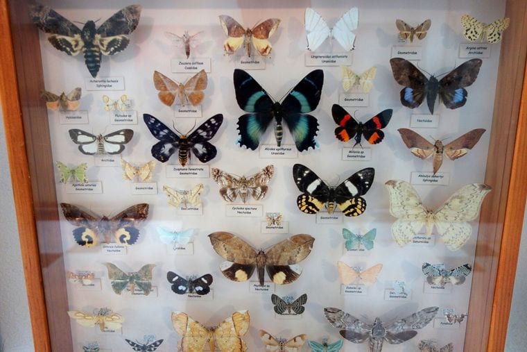 Entomology Research Museum