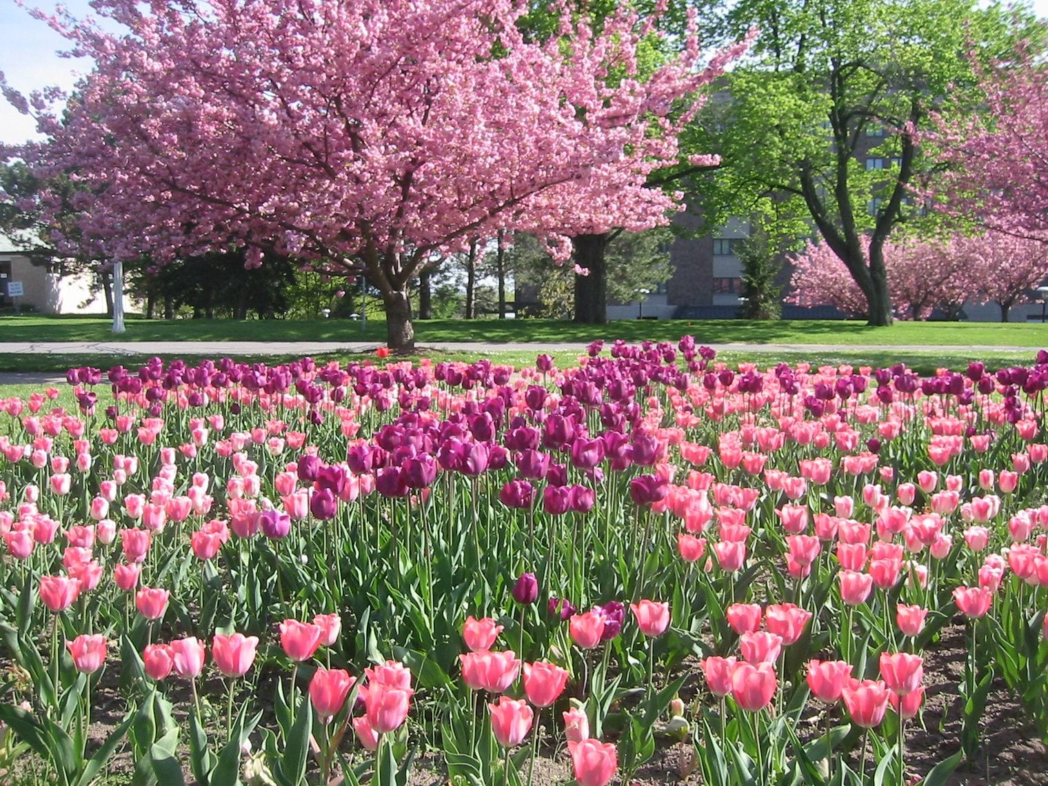 Highland Park, Rochester, New York