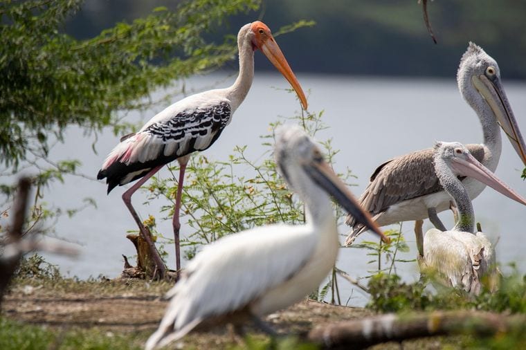 J. Kenneth Smith Bird Sanctuary and Nature Center