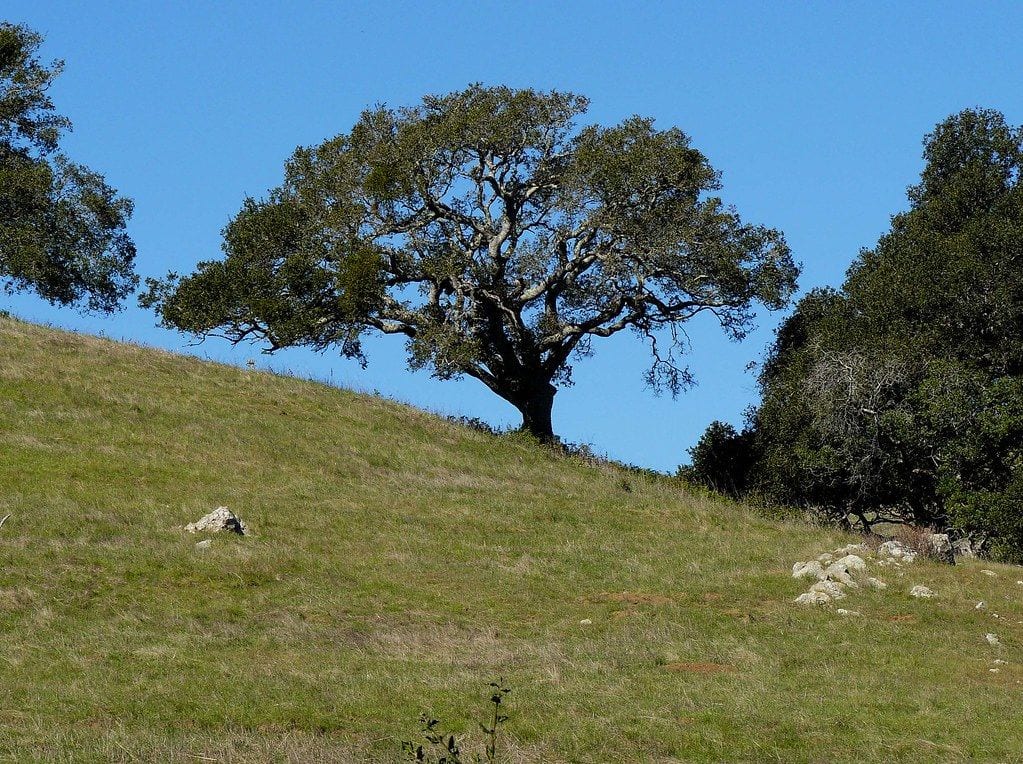 South Hills Open Space, San Luis Obispo, California