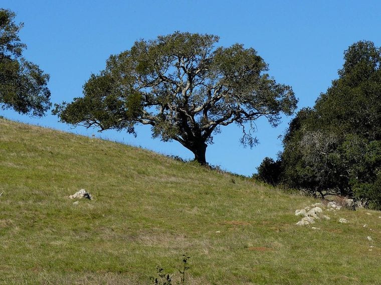 South Hills Open Space