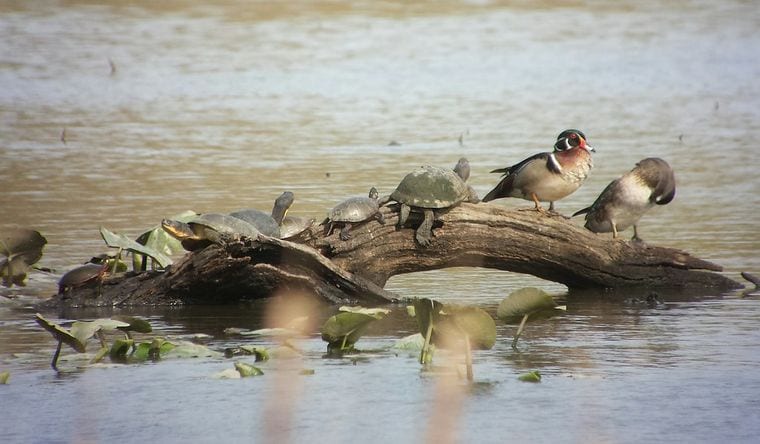 Sheldon Marsh State Nature Preserve