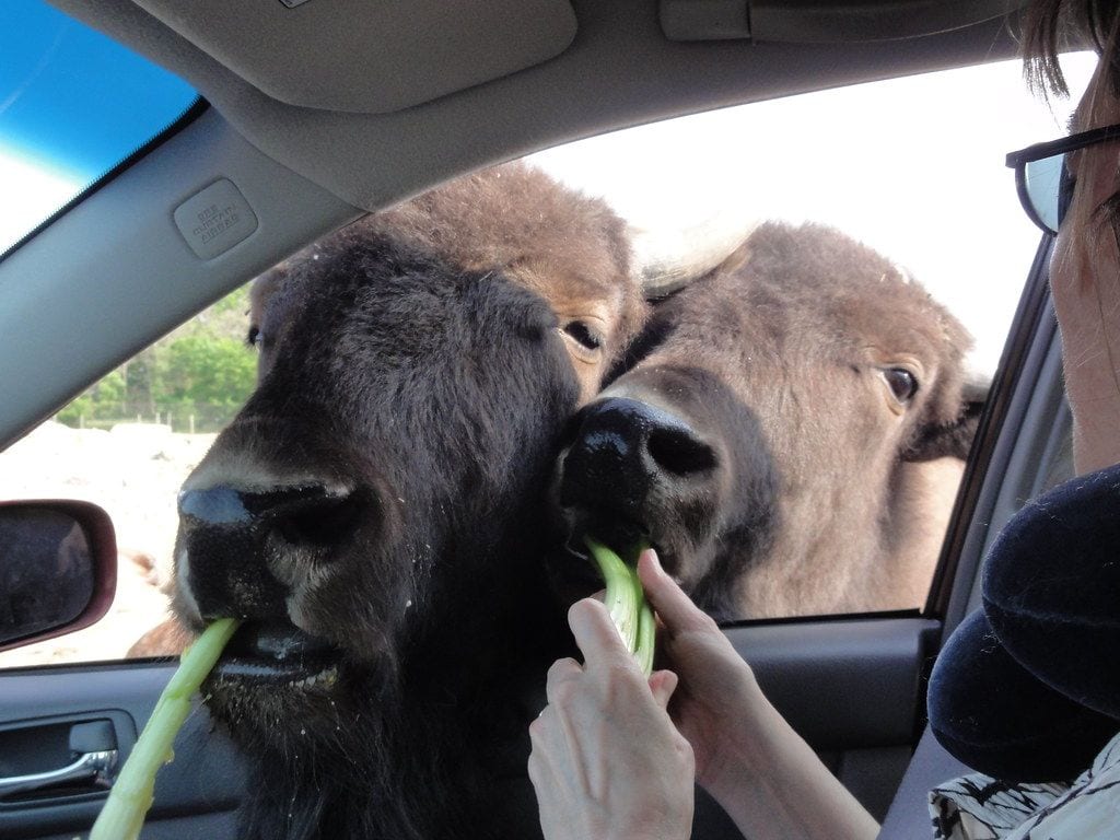 African Safari Wildlife Park, Sandusky, Ohio