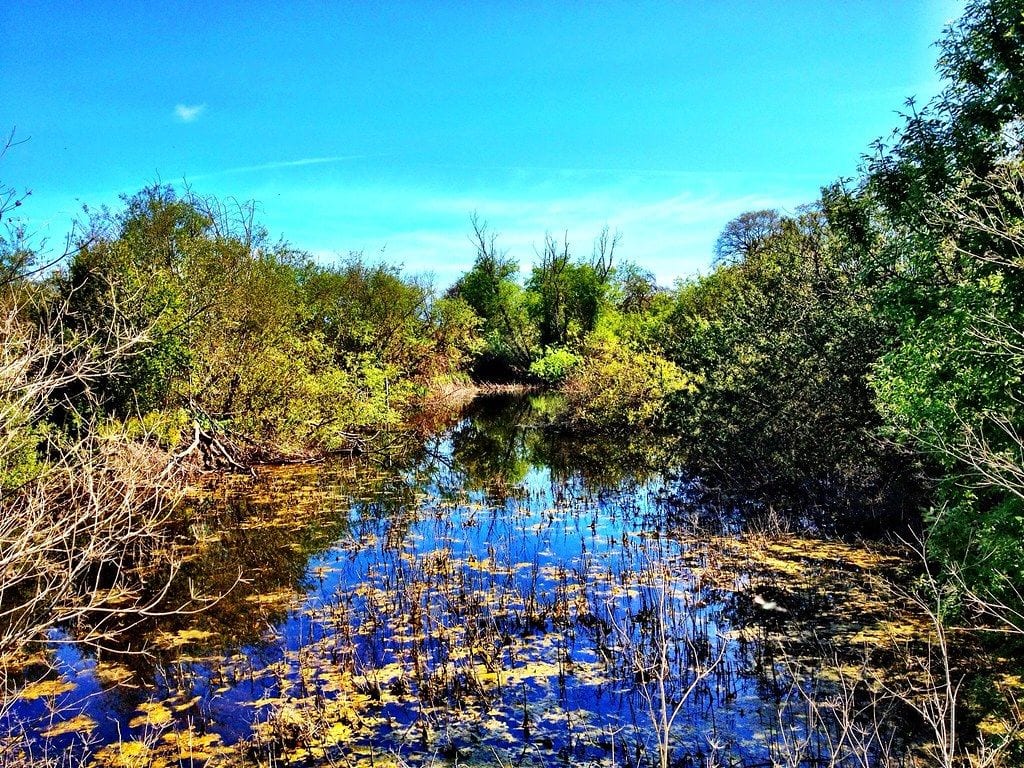Laguna Wetlands Reserve, Santa Rosa, California