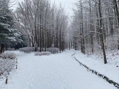 Seoul Forest Park