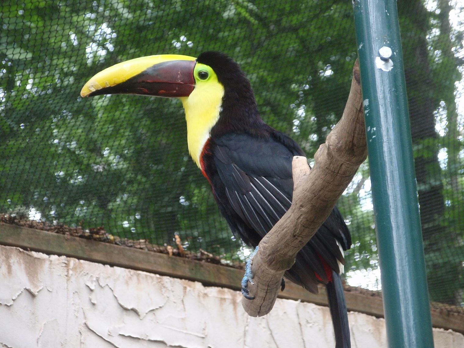Parrot Mountain and Gardens, Tennessee