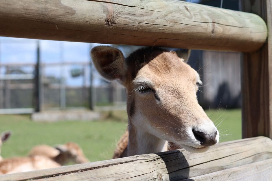 Smoky Mountain Deer Farm and Exotic Petting Zoo, Sevierville, Tennessee