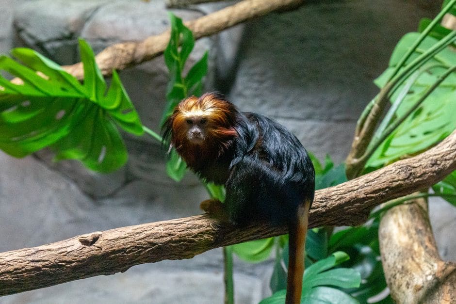 Rainforest Adventures Discovery Zoo in Sevierville Tennessee