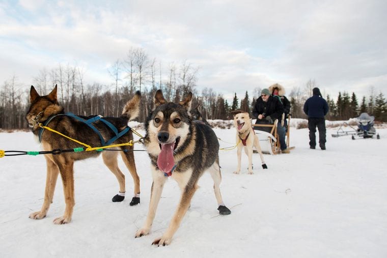 Dog Sledding Ride – IdidaRide