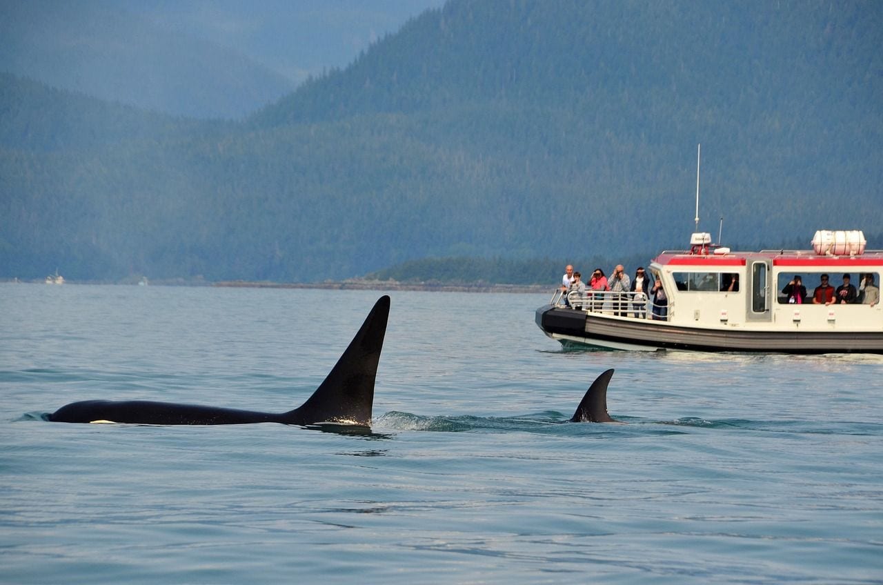 Whale-watching, Seward, Alaska