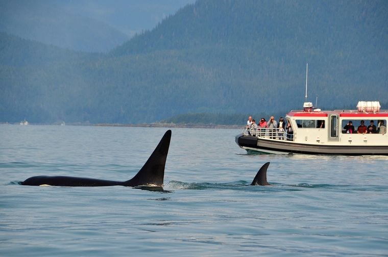 Whale-watching