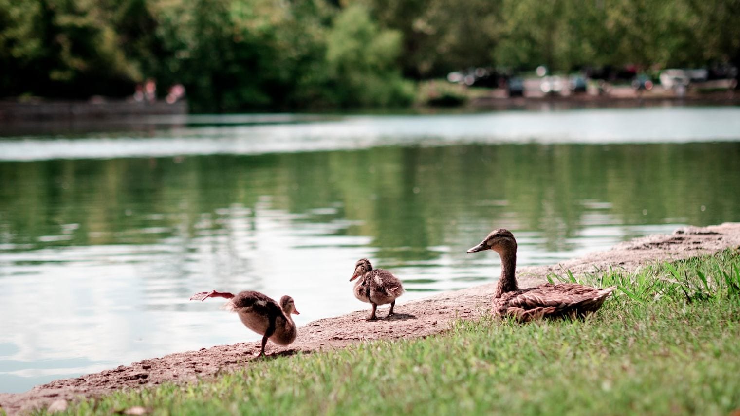 Duck Pond, Shreveport, Louisiana