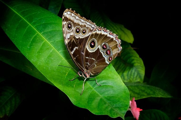 Butterfly House & Aquarium