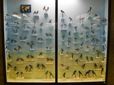 National Museum of Natural History
