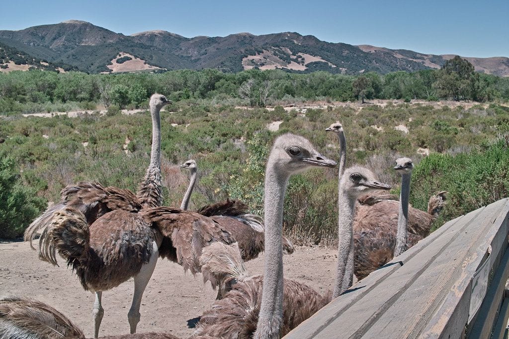 Ostrichland USA, Solvang, California