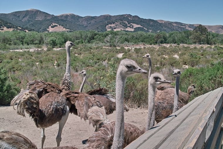 Ostrichland USA