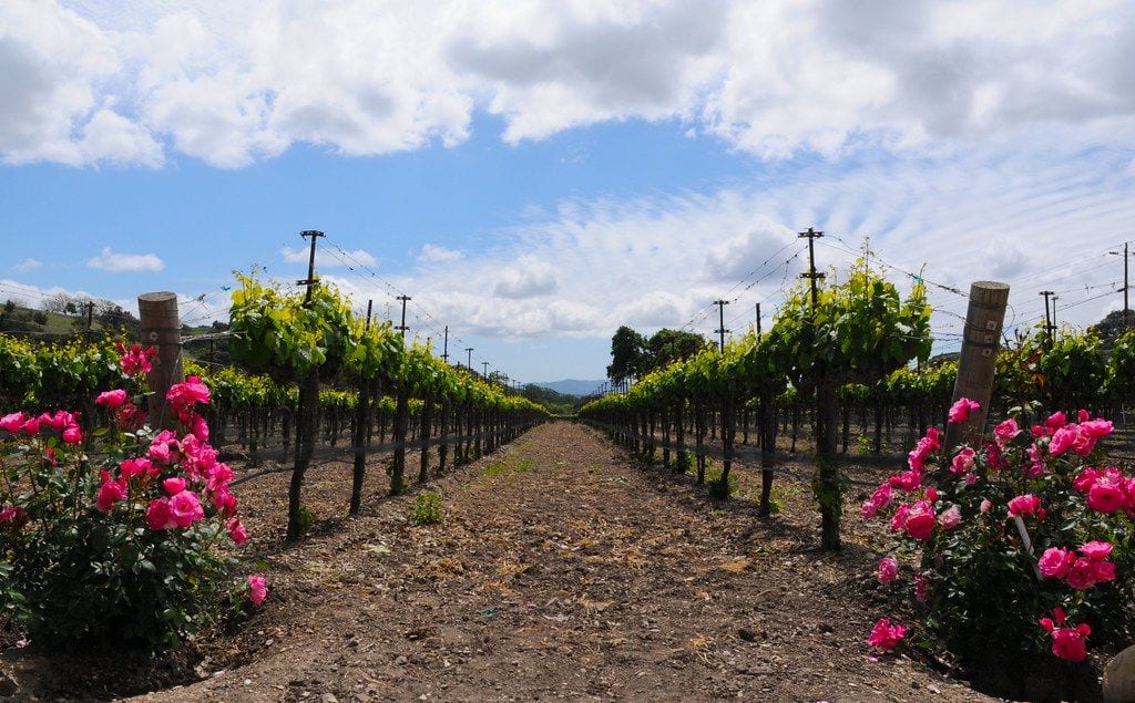 Fess Parker Winery and Vineyard, Solvang, California