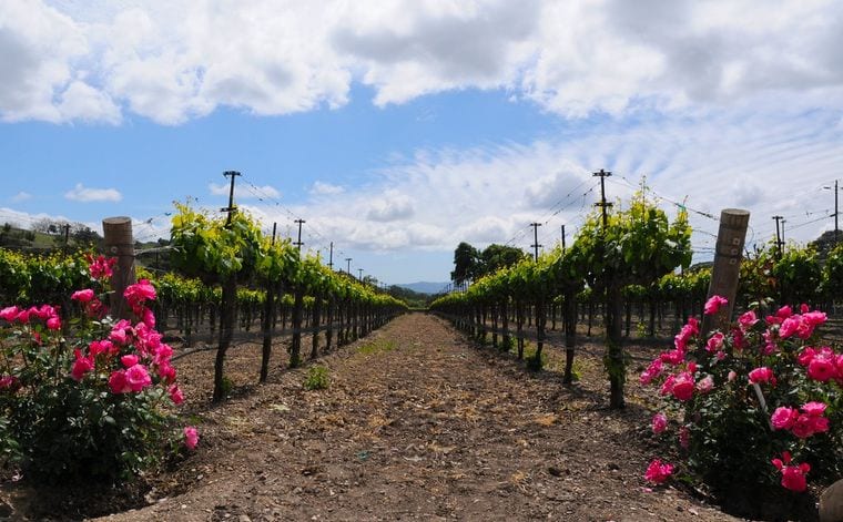 Fess Parker Winery & Vineyard